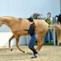 Open Day at Europe’s largest sport stud for breeding Akhal-Tekes horses